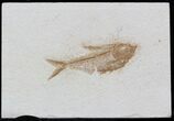 Diplomystus Fossil Fish - Wyoming #32799-1